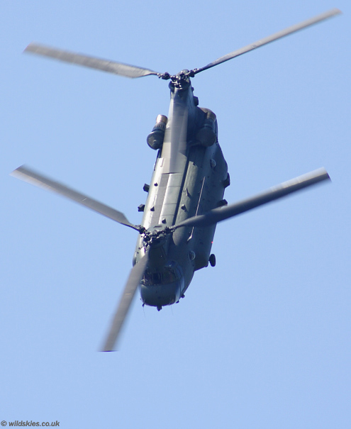 Chinook