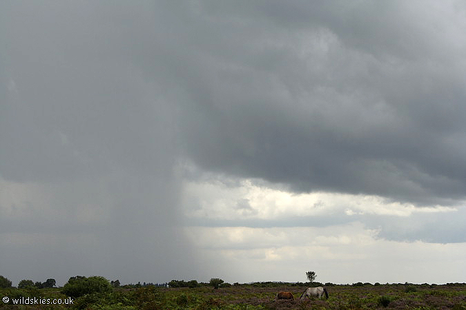 Local Downpour