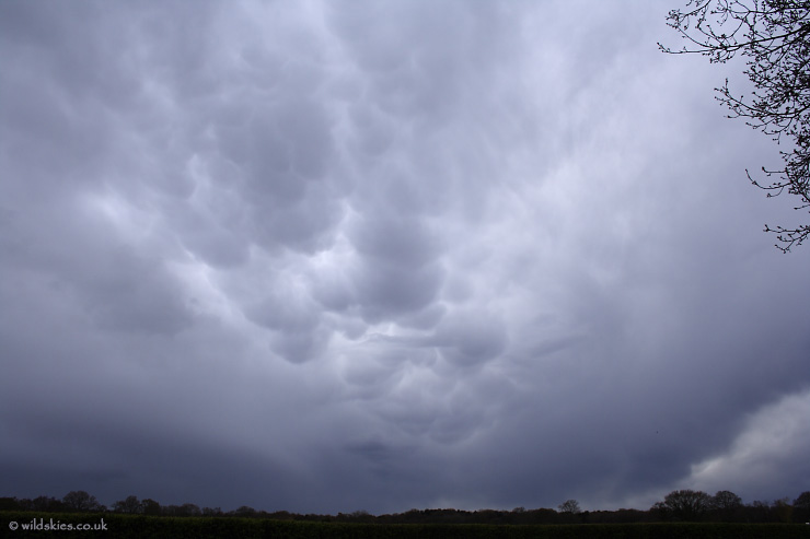 Mammatus