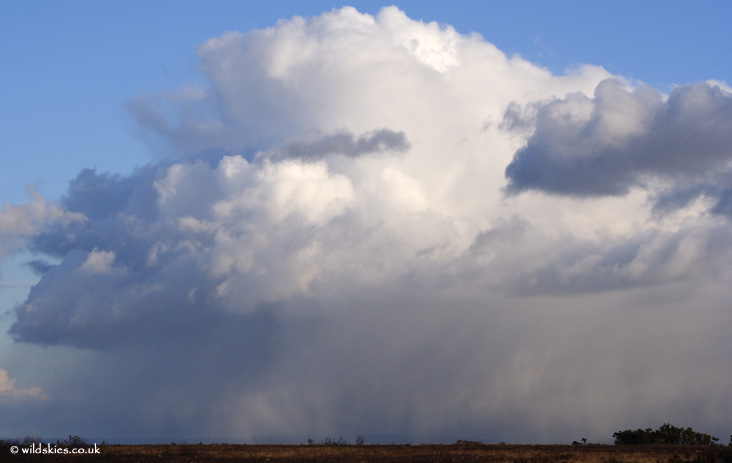 IOW Shower