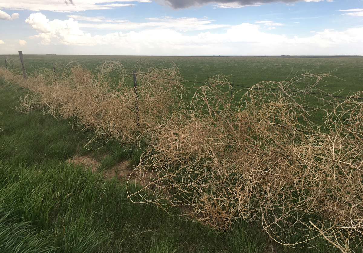 Tumbleweed