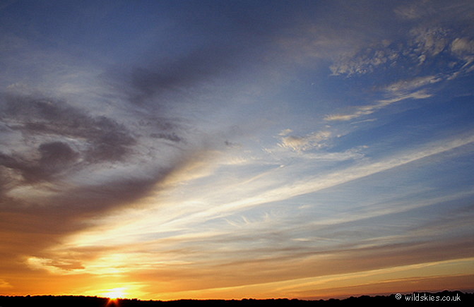 Forest Sunset