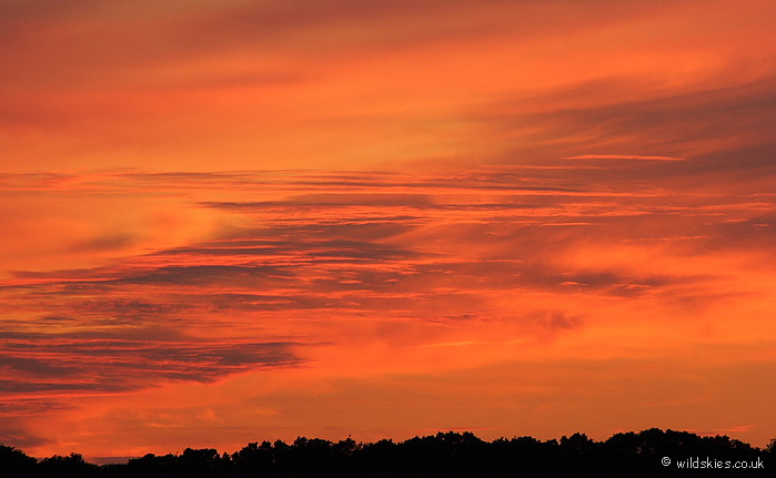 Forest Sunset