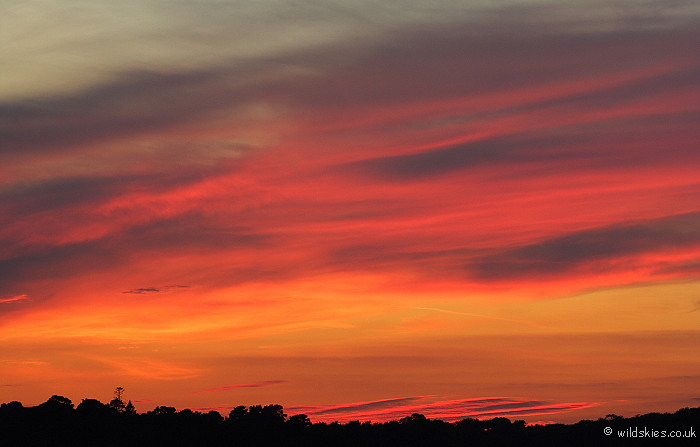 Forest Sunset