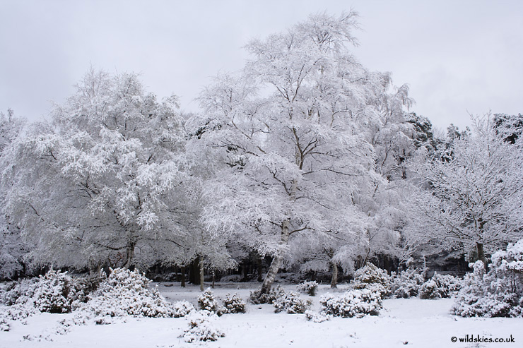 Trees