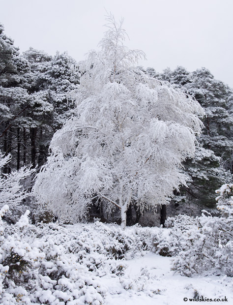 Snow-laden