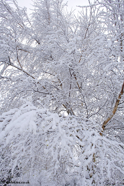 Snow-laden