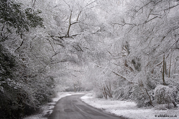 Snowy Lane