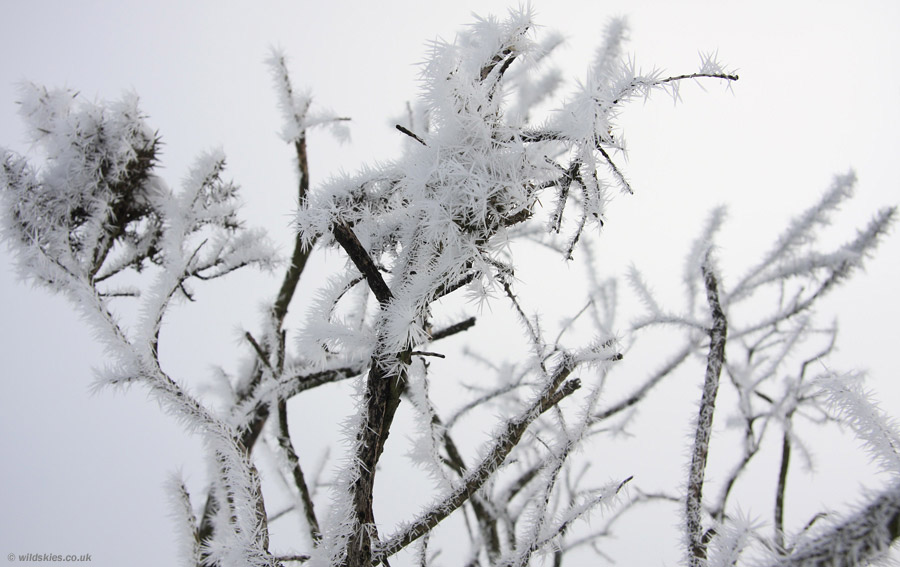 Frost