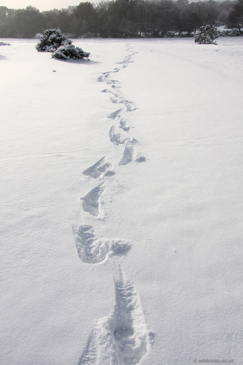 Footprints