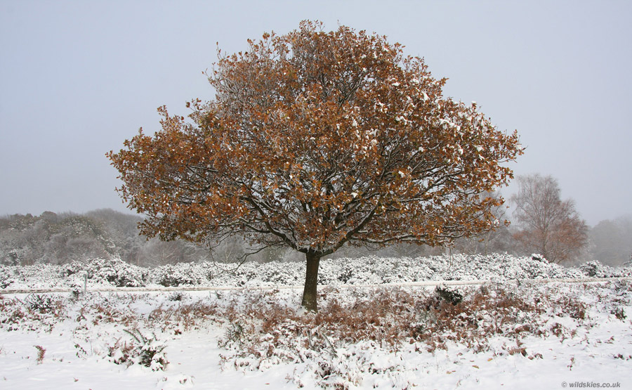 Autumnal snow