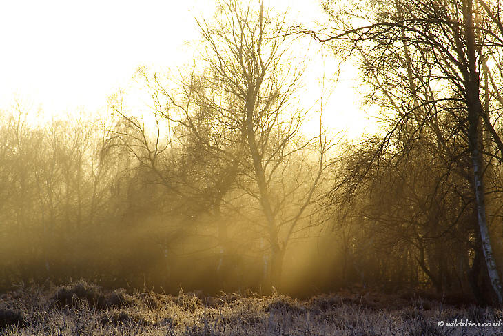 Mist