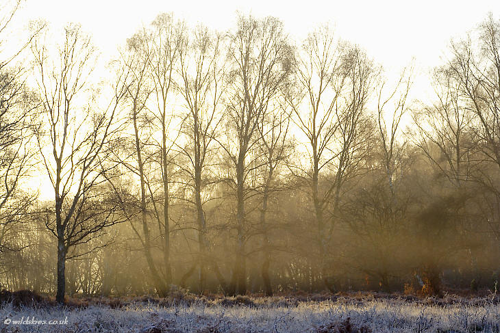Mist