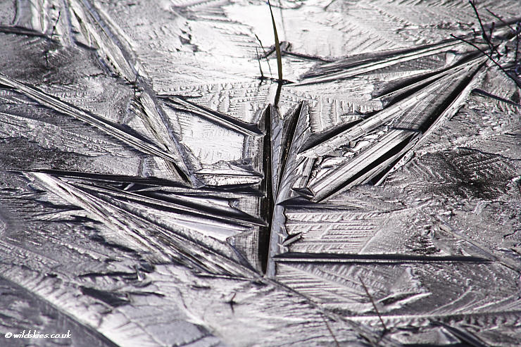 Ice