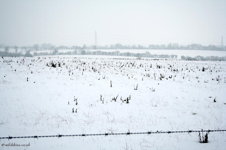 Snowy Fields