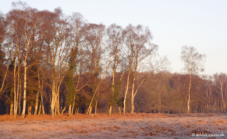 Glowing Trees