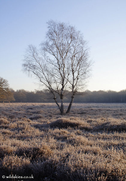 Isolated Tree