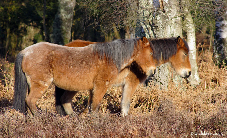 Ponies