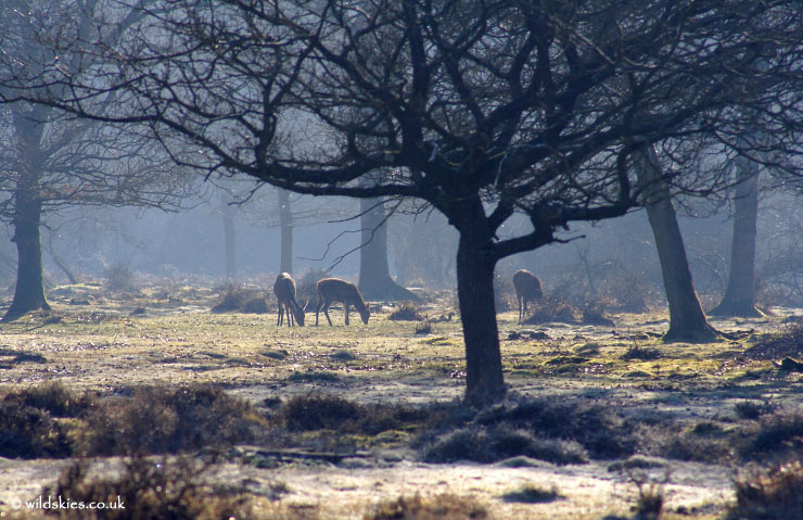 Red Deer