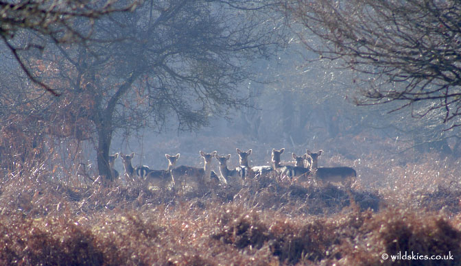 Fallow Deer