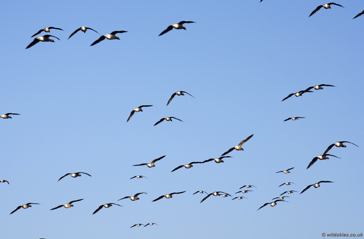 Geese