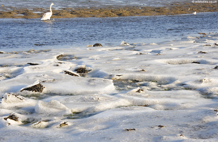 Sea Ice
