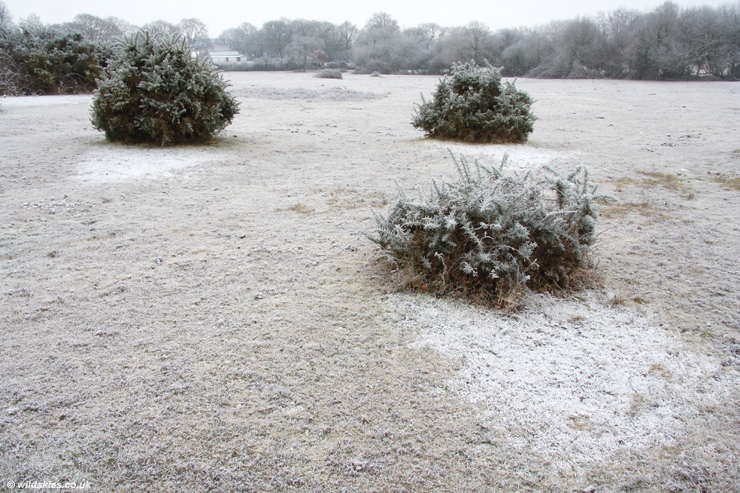 Frost Shadows